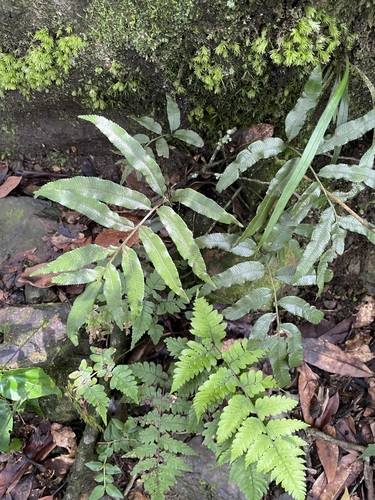 Plagiogyria euphlebia iNat (3)