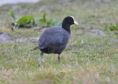 Fulica atra