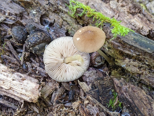 Pluteus