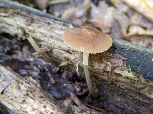 Pluteus (Photo 2 of 2)