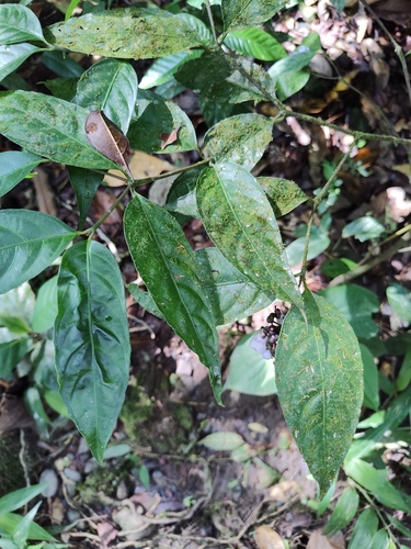 Image of Palicourea deflexa by (c) Martha Lucia Ortiz-Moreno, some rights reserved (CC BY)