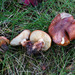 Tricholoma amarissimum - Photo (c) tombigelow, some rights reserved (CC BY-NC), uploaded by tombigelow