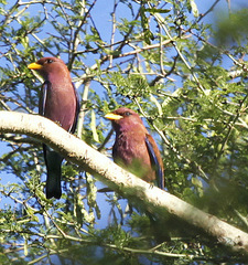 Eurystomus glaucurus