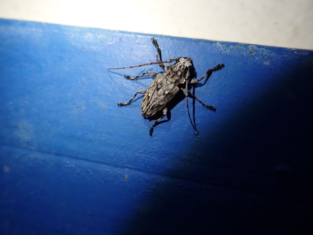Steirastoma lituratum