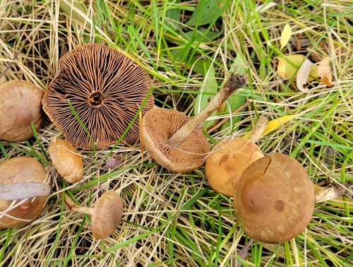 Hebeloma excedens