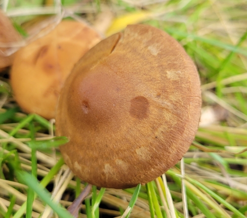 Hebeloma excedens (Photo 2 of 5)