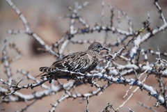 Zenaida galapagoensis