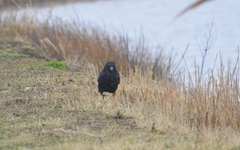 Corvus corone