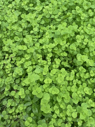 Drymaria cordata