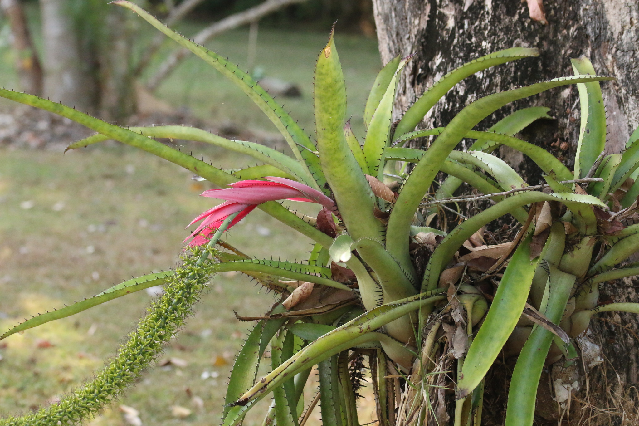 希少 グレビレア グレープ 大苗
