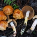 Cortinarius rubiginosus - Photo (c) Warren Cardimona, some rights reserved (CC BY-NC), uploaded by Warren Cardimona