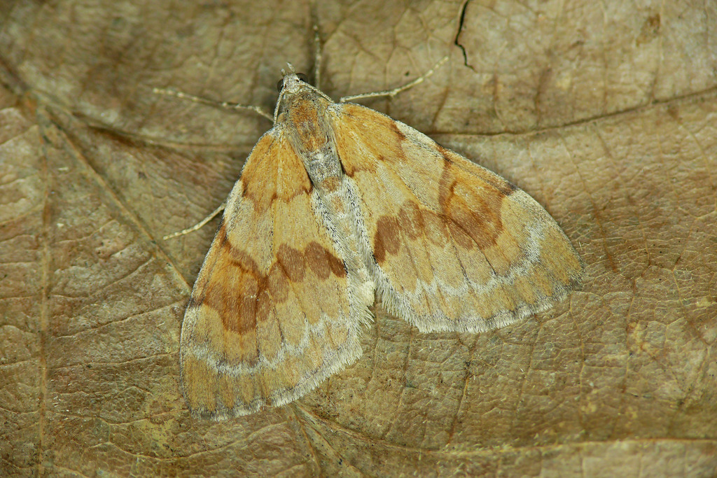 Pennithera