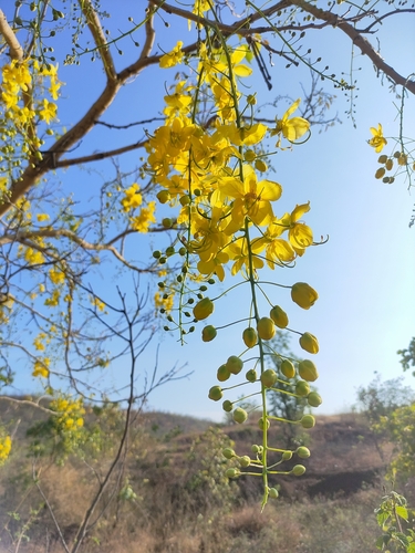 Golden Shower Tree