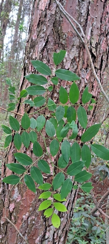 dalbergia frutescens (dalbergia frutescens)