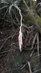 Tillandsia incarnata
