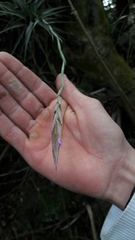 Tillandsia incarnata