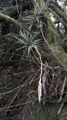 Tillandsia incarnata