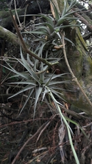 Tillandsia incarnata