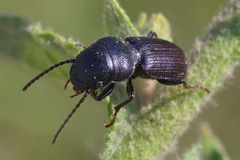 Dixus obscurus