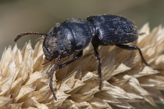 Dixus obscurus