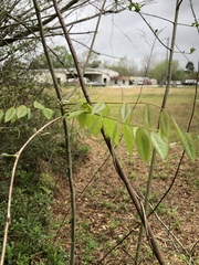 Wisteria floribunda