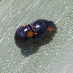 Parexochomus nigromaculatus