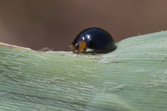 Parexochomus nigromaculatus