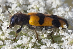 Trichodes crabroniformis