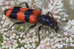 Trichodes crabroniformis