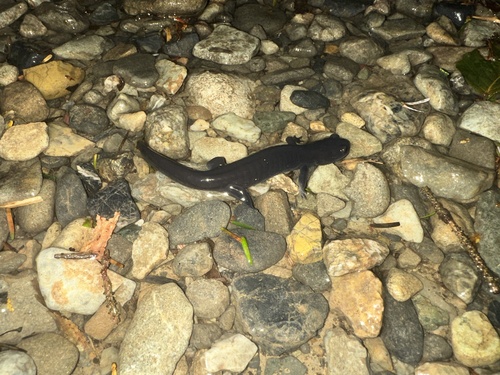 Boulenger's Oriental Salamander, Hynobius boulengeri