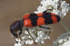 Trichodes crabroniformis
