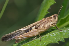 Aiolopus thalassinus
