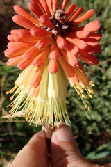 Kniphofia caulescens
