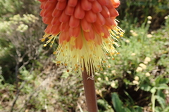 Kniphofia caulescens