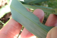 Kniphofia caulescens