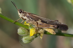 Aiolopus thalassinus