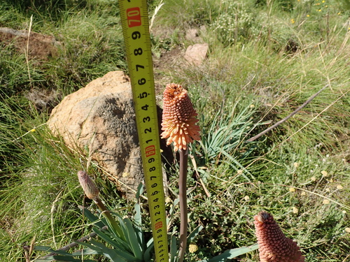 Image of Kniphofia caulescens by no rights reserved