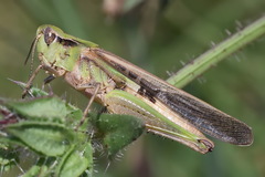 Aiolopus thalassinus