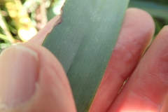Kniphofia caulescens
