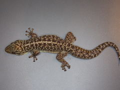 Phyllodactylus tuberculosus