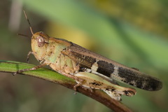 Aiolopus thalassinus