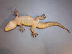Phyllodactylus tuberculosus