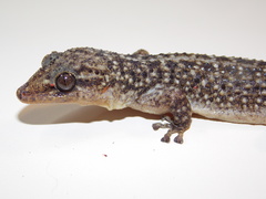 Phyllodactylus tuberculosus