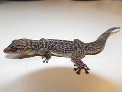 Phyllodactylus tuberculosus