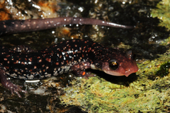 Plethodon caddoensis
