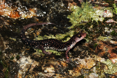Plethodon caddoensis