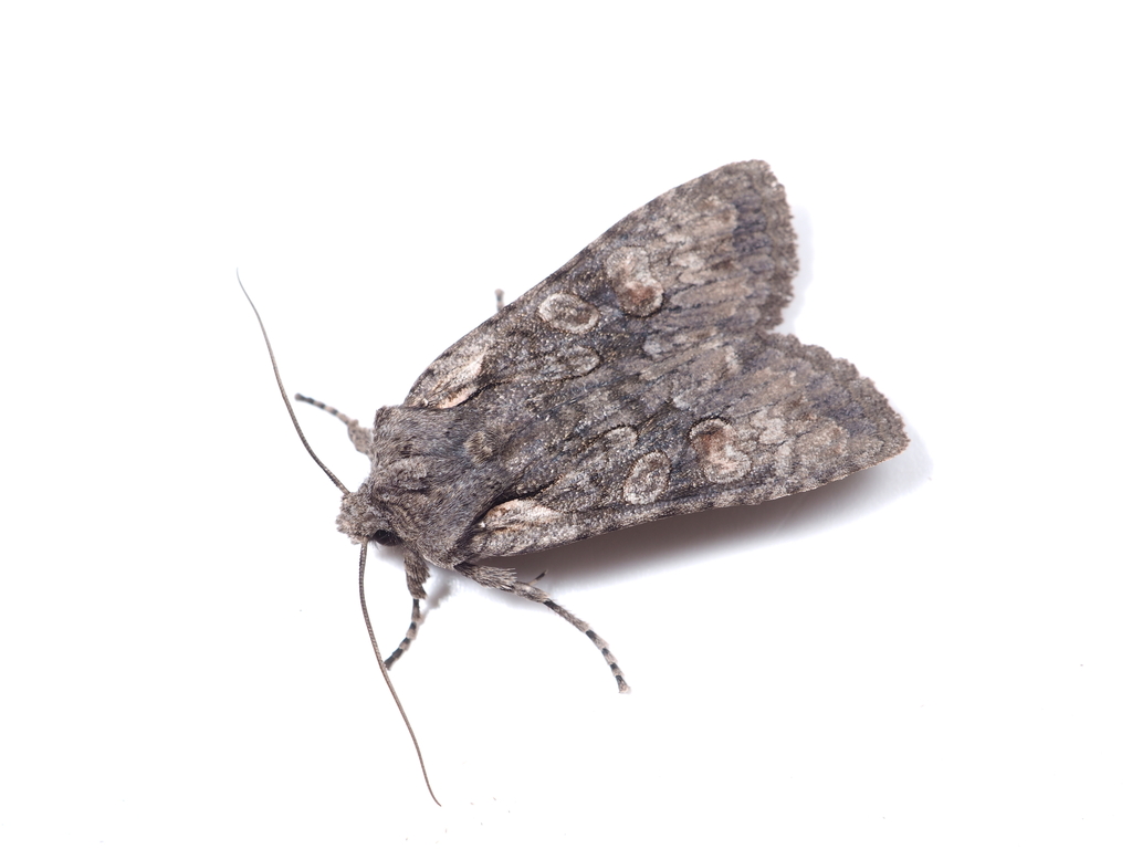 Lithophane ustulata