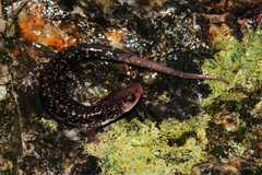 Plethodon caddoensis