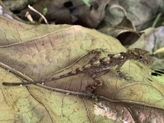 Anolis osa