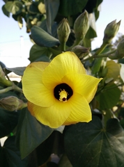 Hibiscus tiliaceus